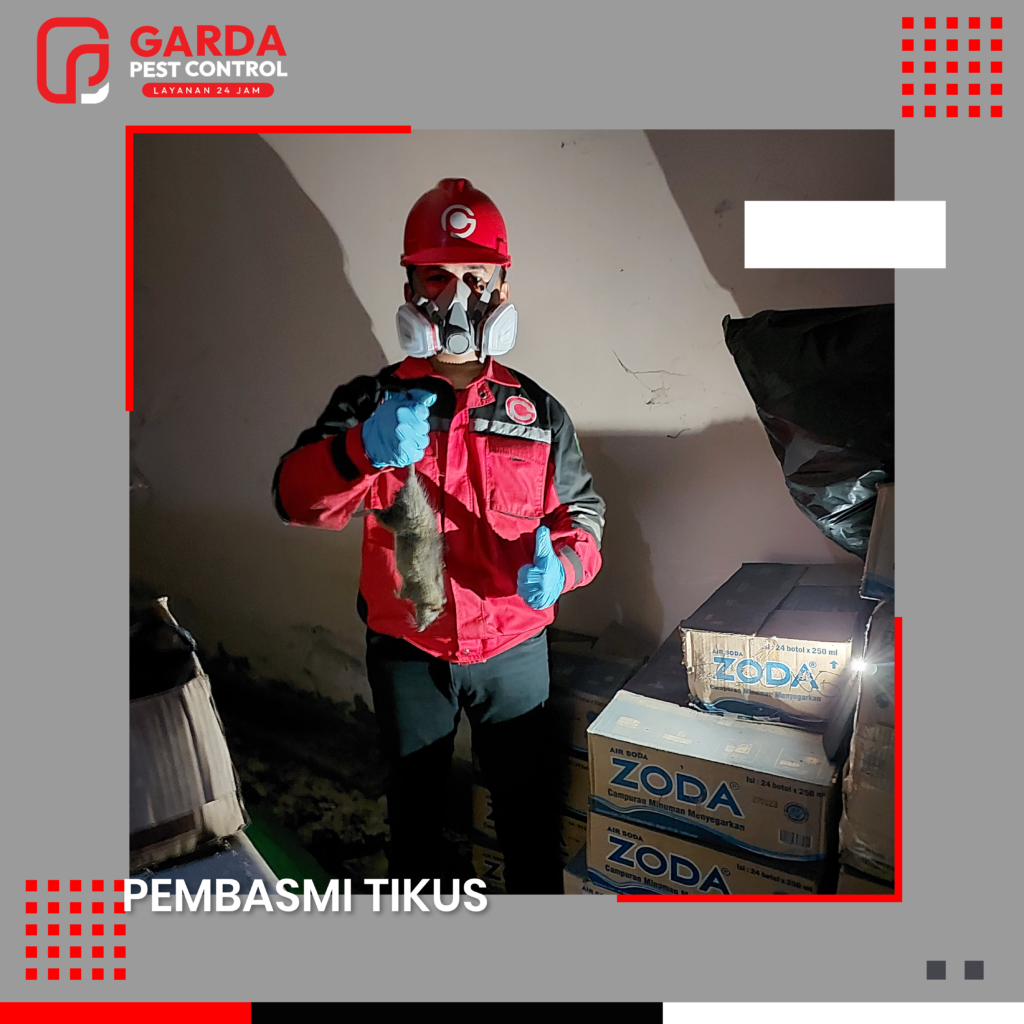 Jasa Pembasmi Tikus di Malang Online 24 Jam